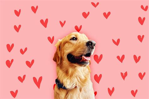 Why Everyone Wants a Golden Retriever Boyfriend